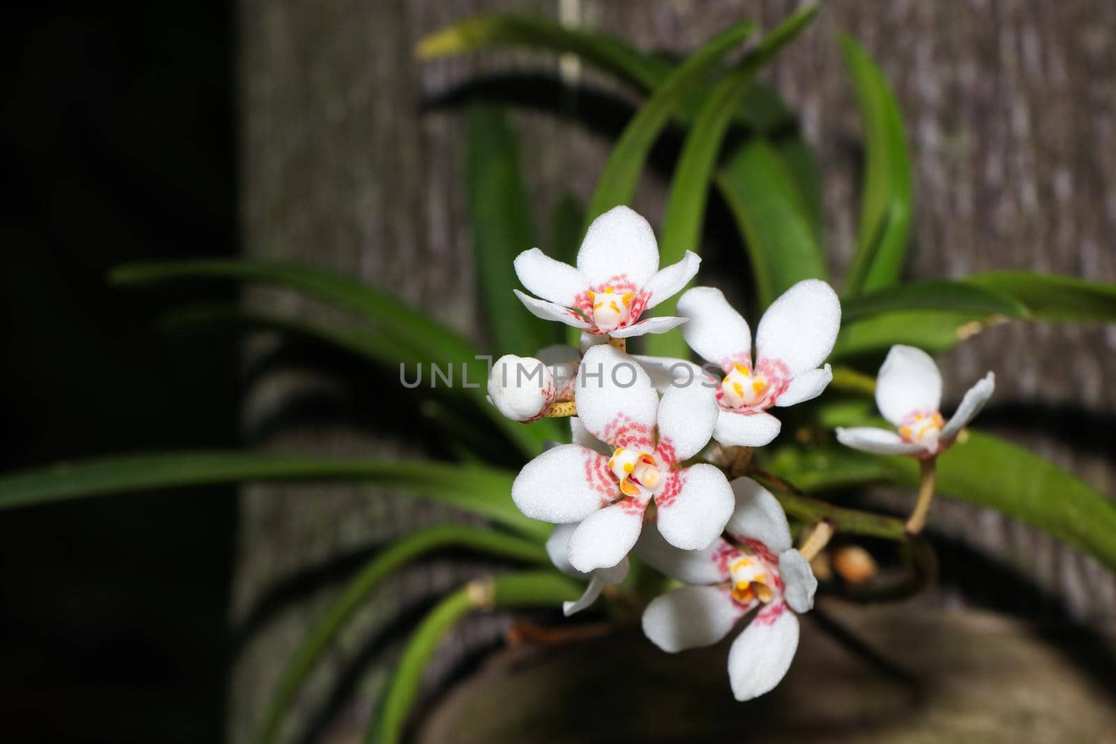 Small White Flowering Orchid On Palm Tree (Vanda sp.) by jjvanginkel