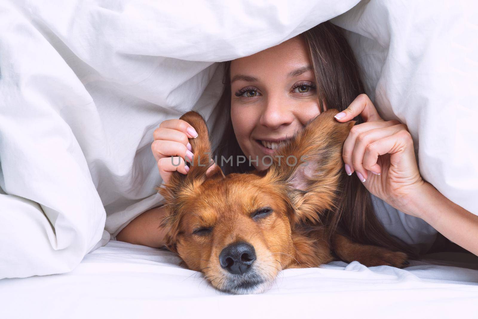 Beautiful woman with funny long haired dachshund dog lying under the blanket in the bed. Dog and owner friendship by DariaKulkova