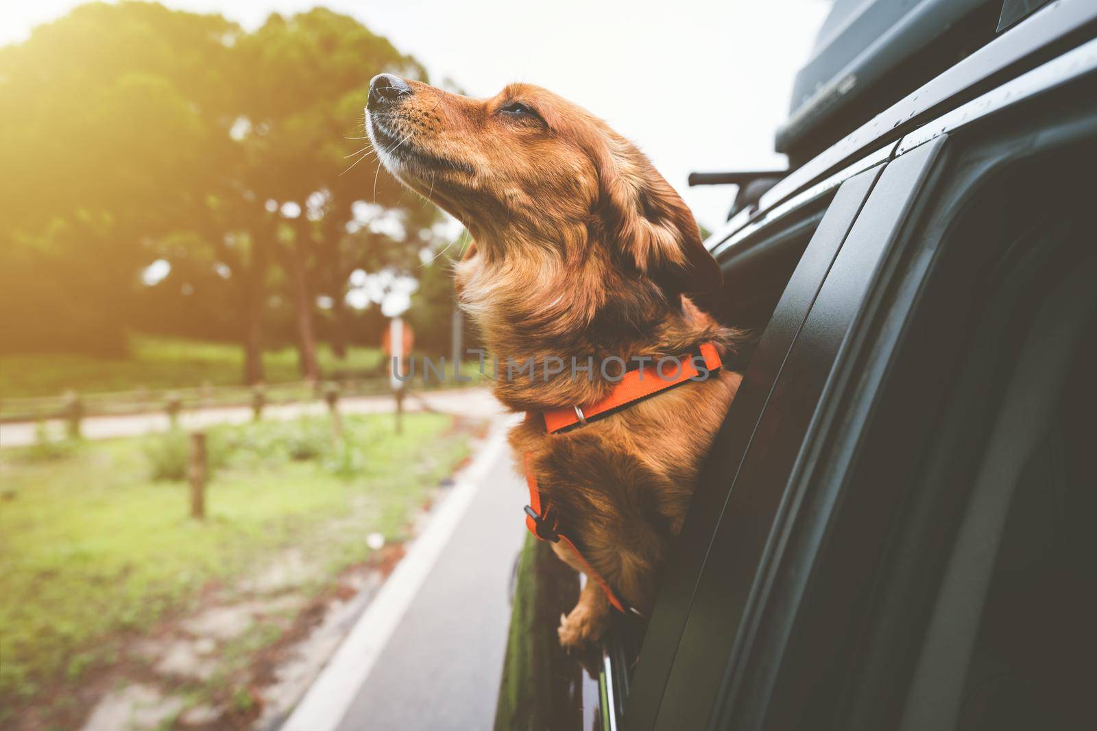 Dachshund dog riding in car and looking out from car window. Happy dog enjoying life. Dog road trip adventure by DariaKulkova