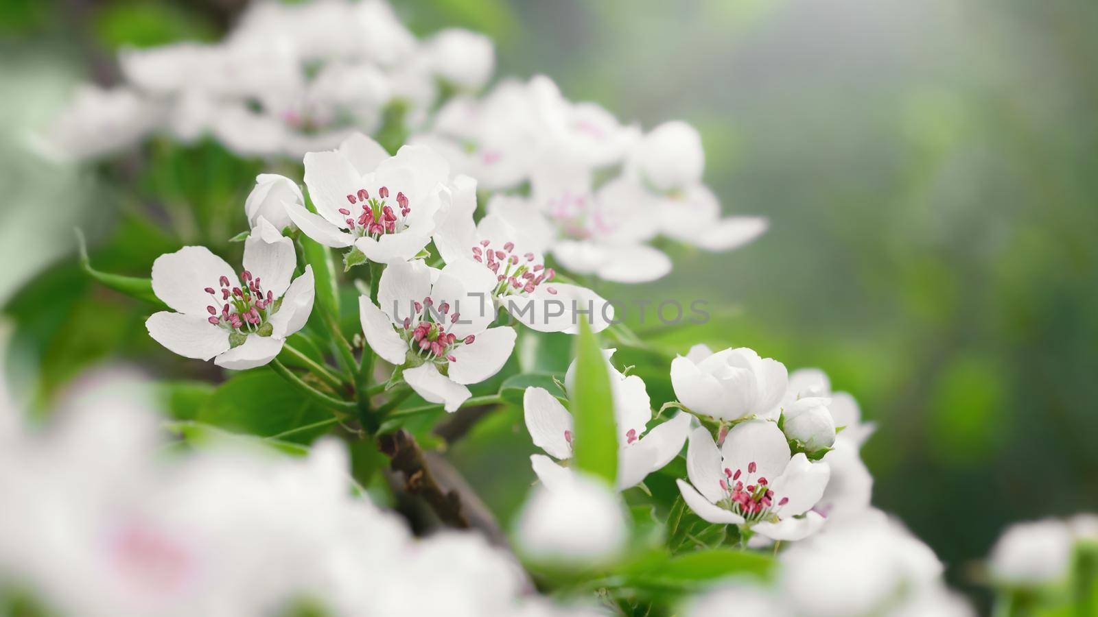 Lush flowering of a pear tree on a spring day in the sun.