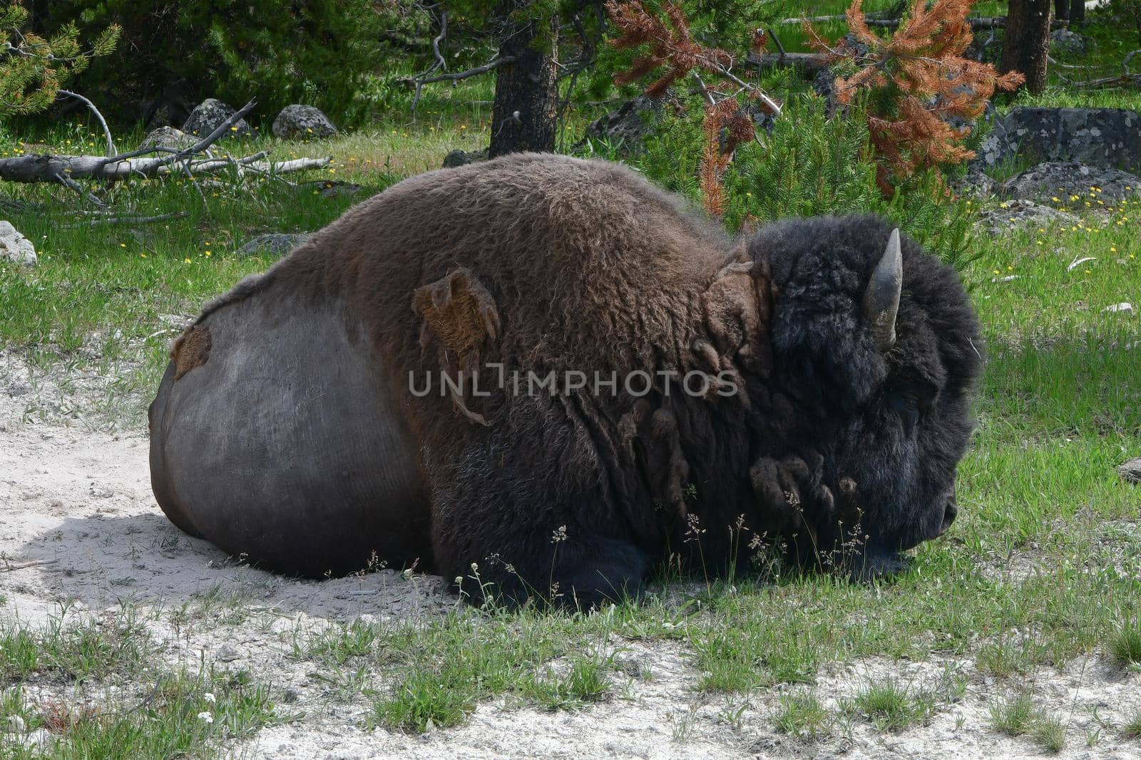 Bison naps in Yellowstone National Park