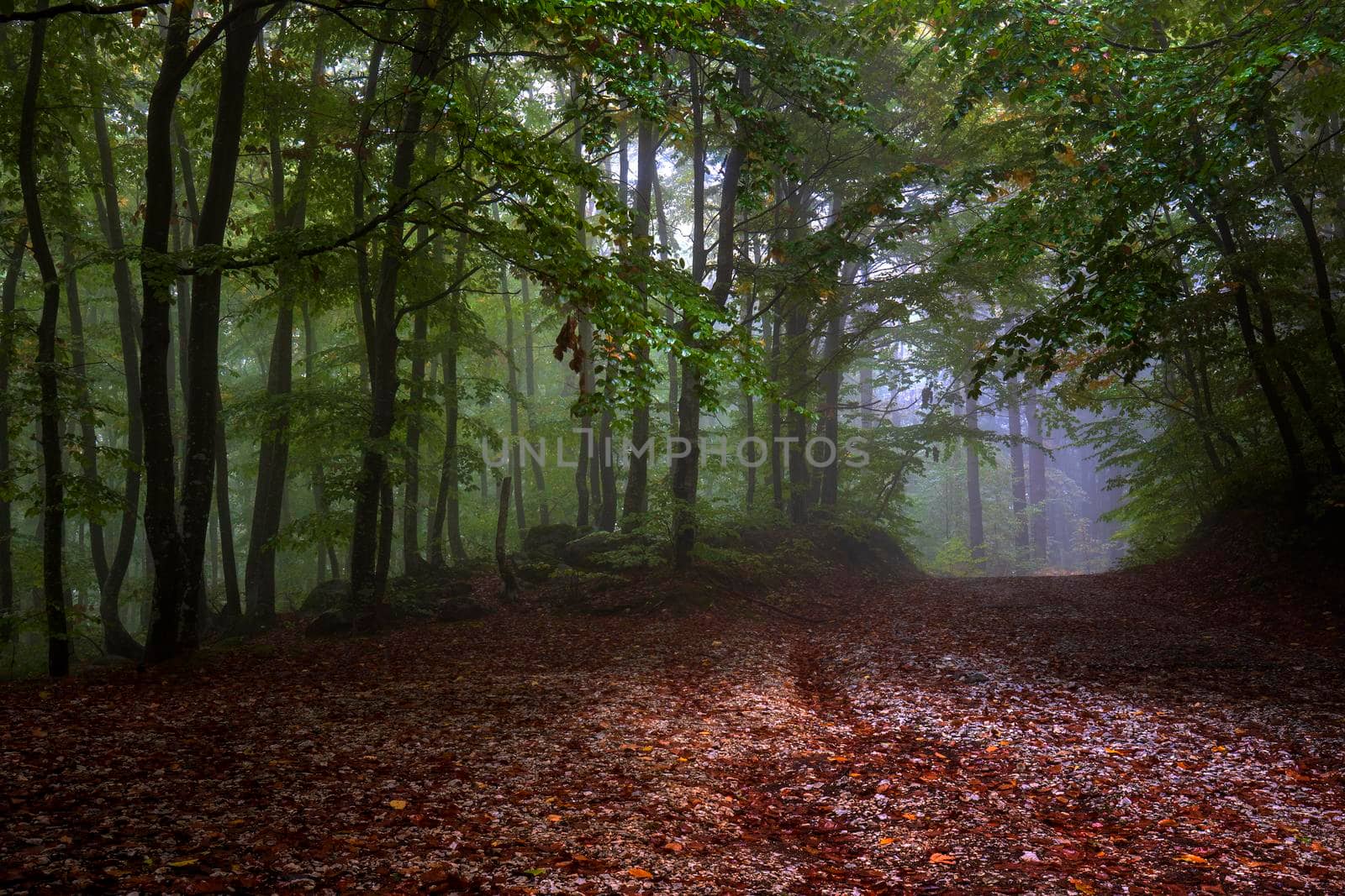 Magical foggy forest way with colorful leaves. Scenic foggy landscape by EdVal
