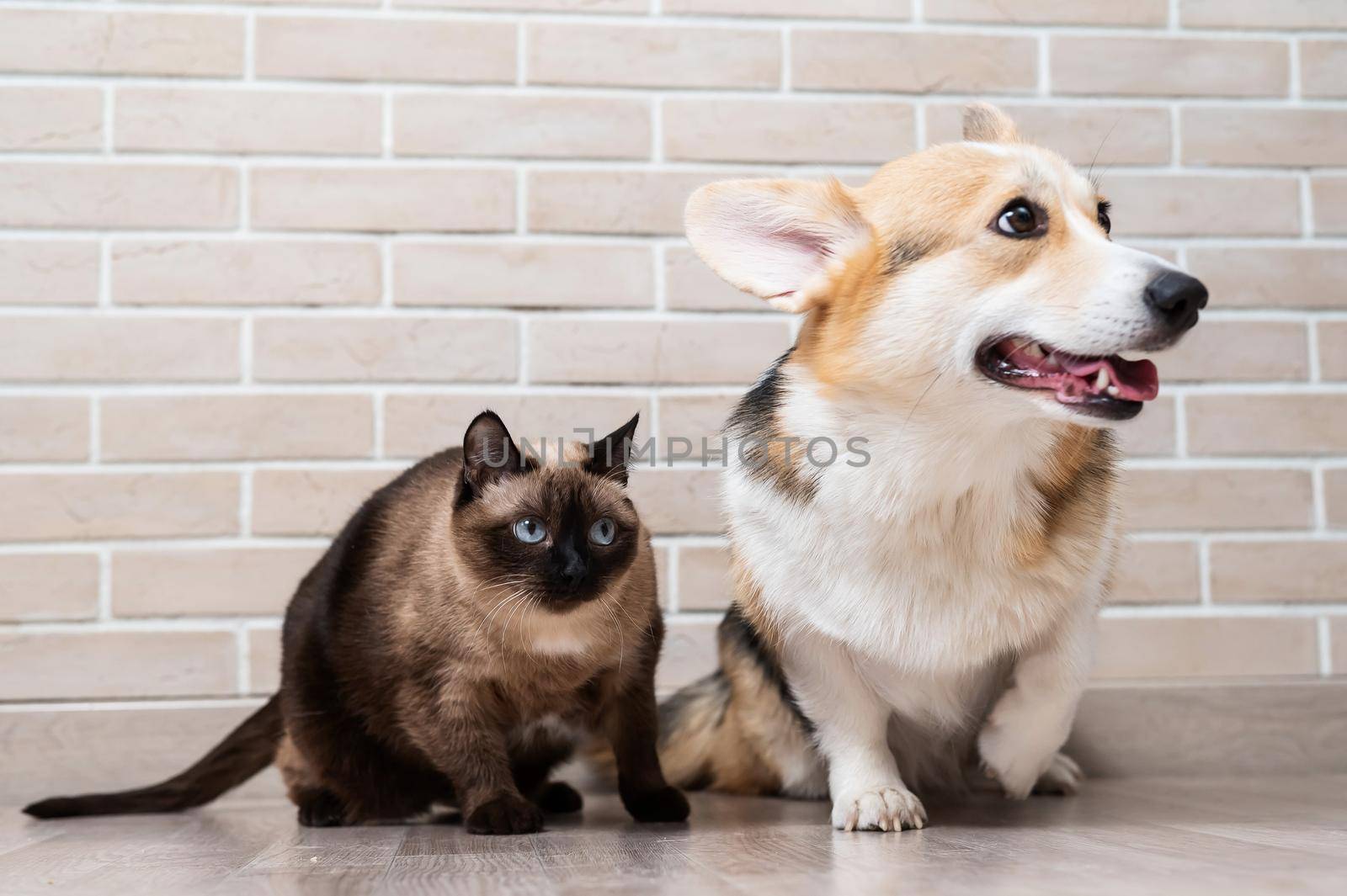 Corgi tricolor and Thai cat on the background of a brick wall