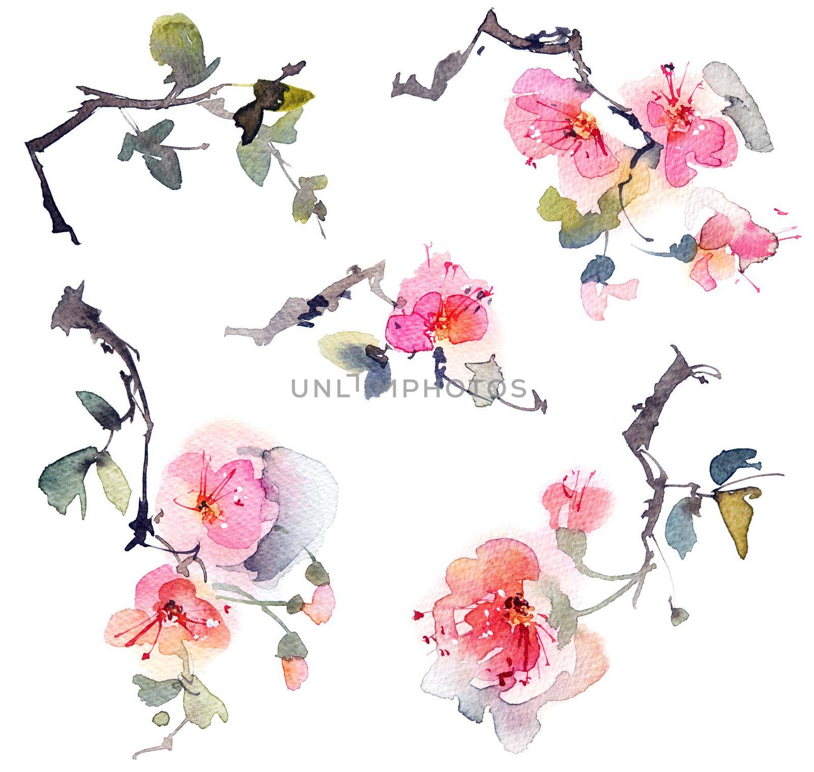Watercolor painting of blossom tree branch, flowers and leaves, artistic hand-drawn illustration, set on white background