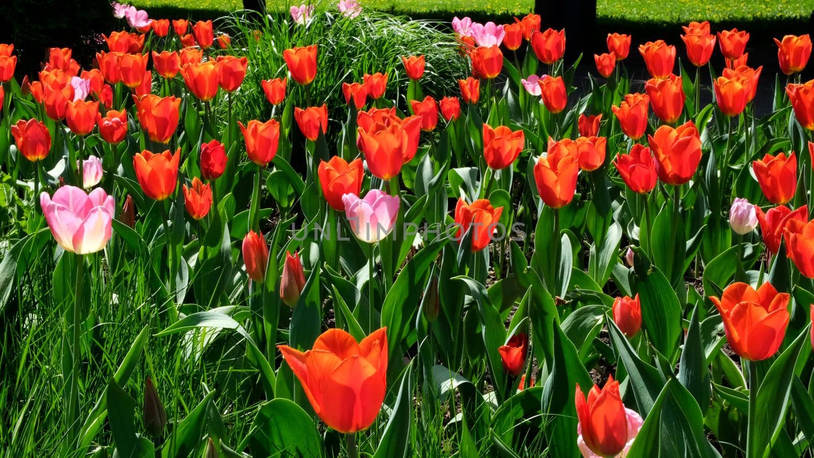 Many red and pink tulips sway in the wind in an open space in the park. Concept of a greeting card for valentines day, mothers day, international womens day, flower delivery