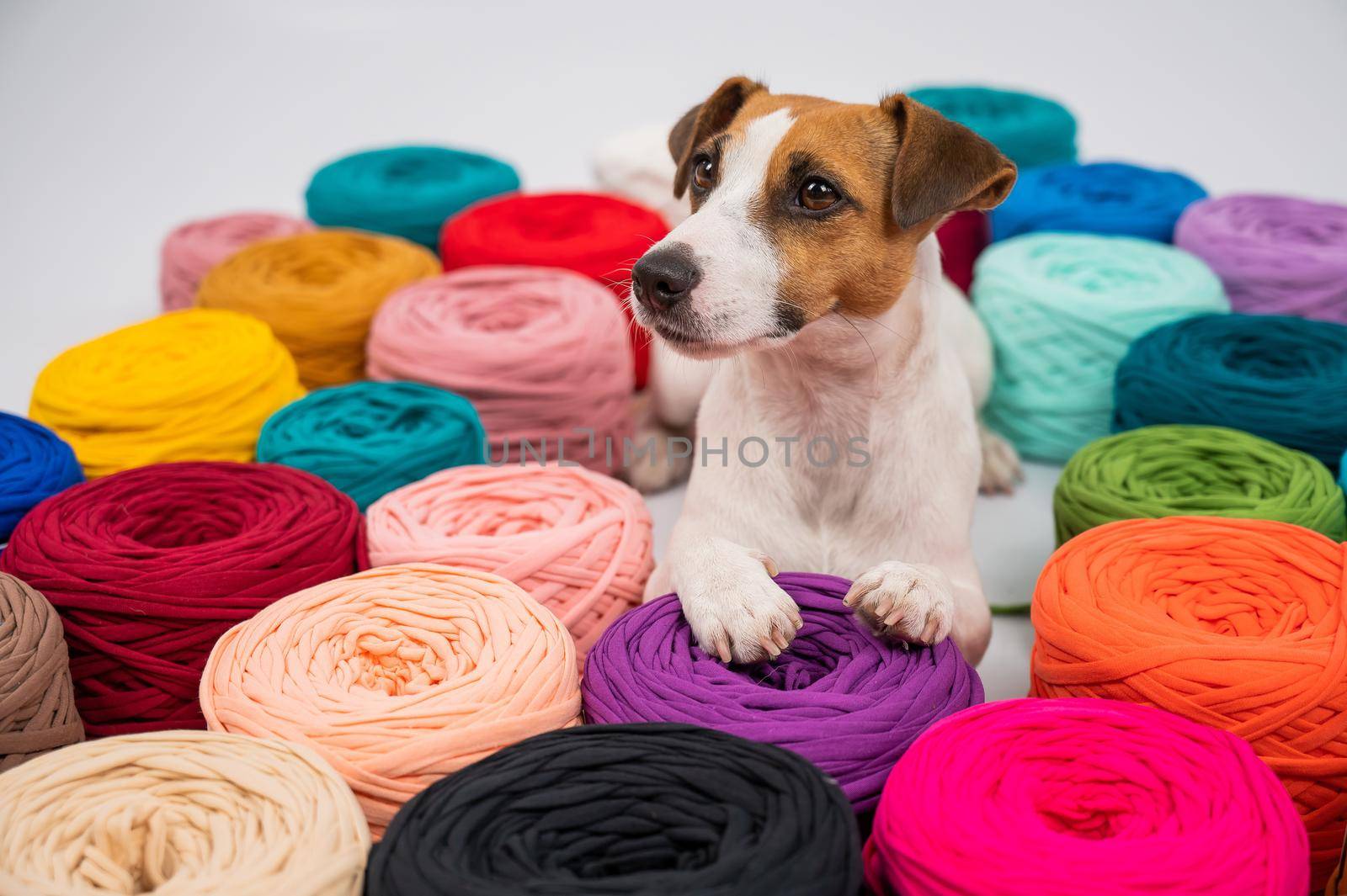 Close-up of Jack Russell Terrier dog among multi-colored cotton skeins