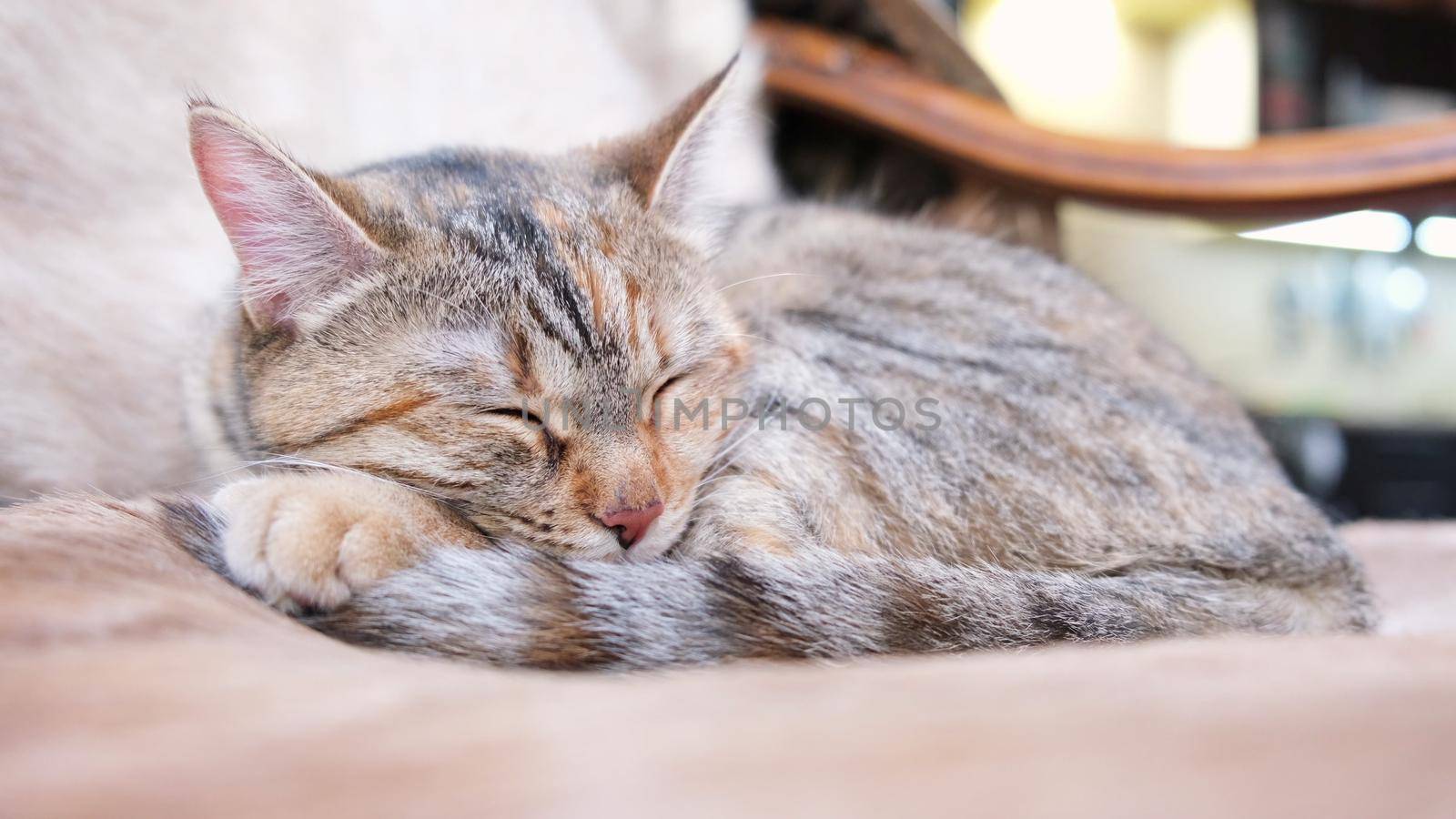 An adult gray cat sleeping and wiggles its ears on chair inside the house. Natural day light. by chelmicky