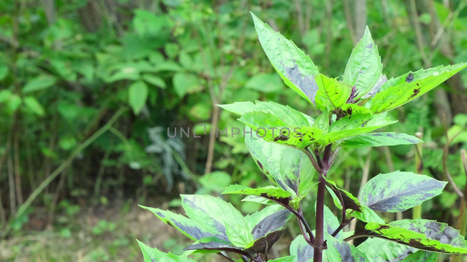 A hybrid of green and purple basil sways in the wind with copyspace. Basil grows outdoors in the garden. The concept of a vegetable garden, medicinal herbs and plants