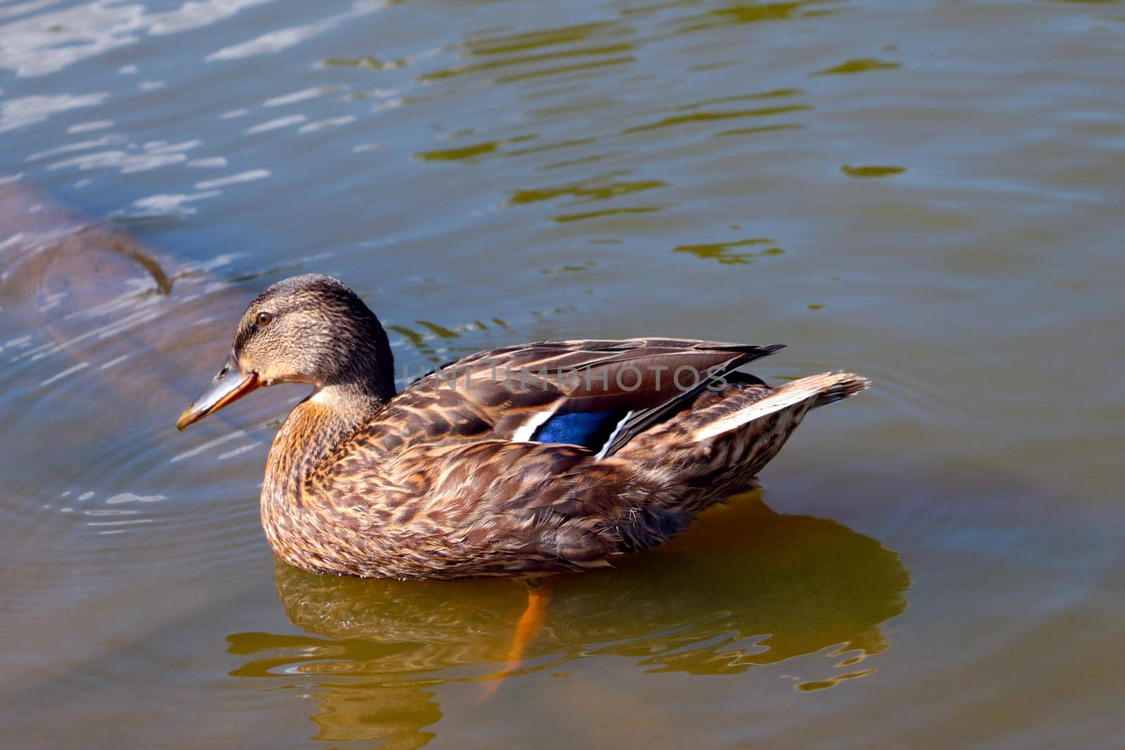 A beautiful wild duck swims in the lake. Wildlife