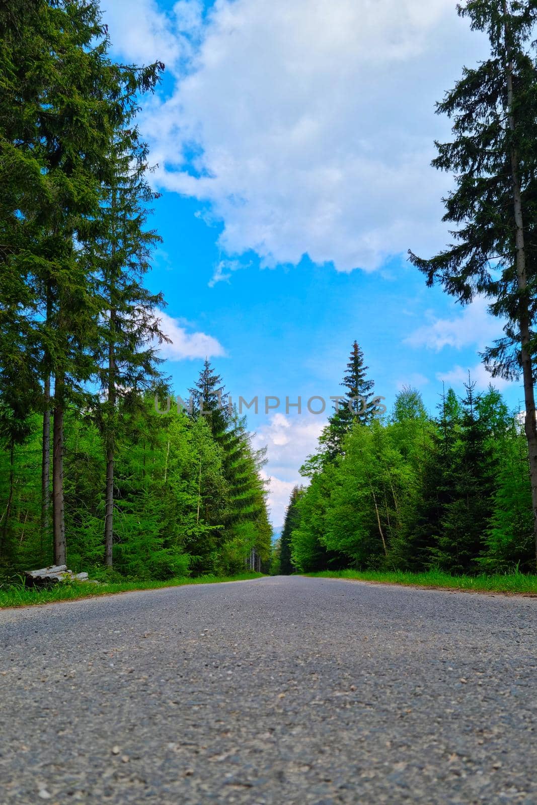 Beautiful picturesque road in the forest on a sunny summer day