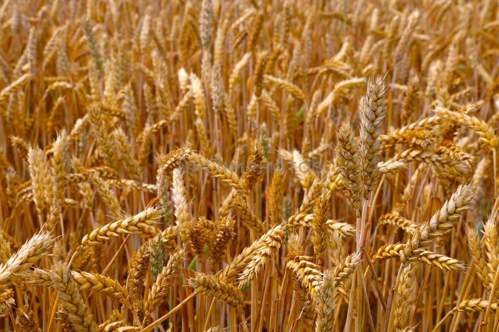 Close-up on the yellow ears of a wheat or barley field in summer. Rural landscape. Harvest. World food, overcoming hunger. by kip02kas