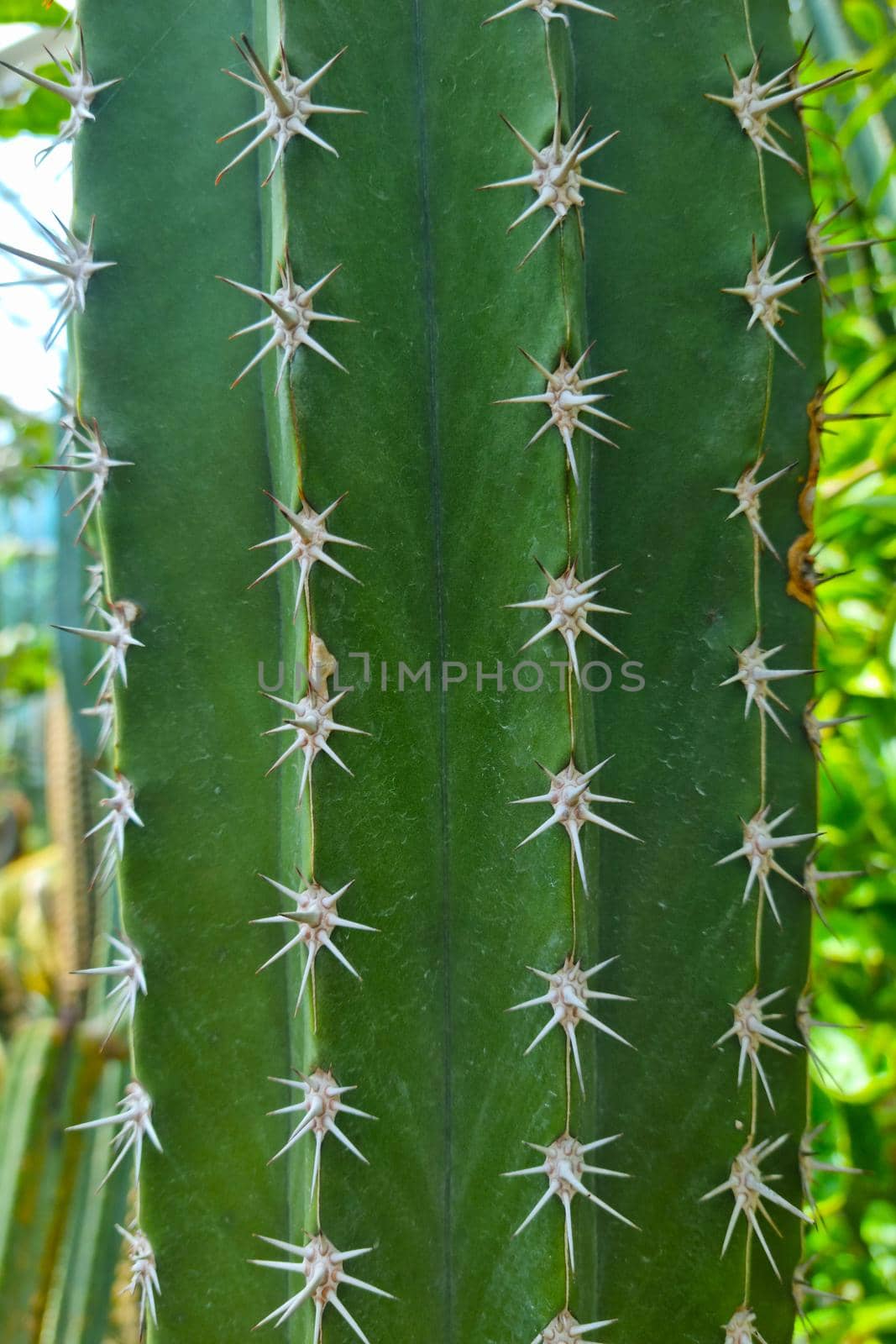Close-up of a beautiful green cactus with needles in the tropics