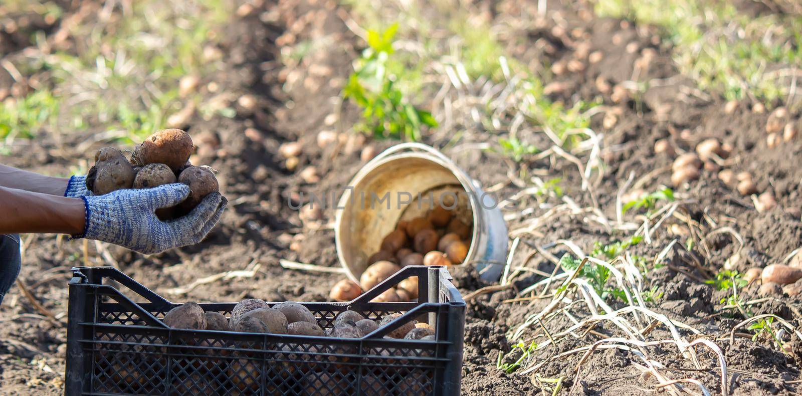 Harvesting potatoes. Good harvest. The farmer holds potatoes in his hands. selective focus
