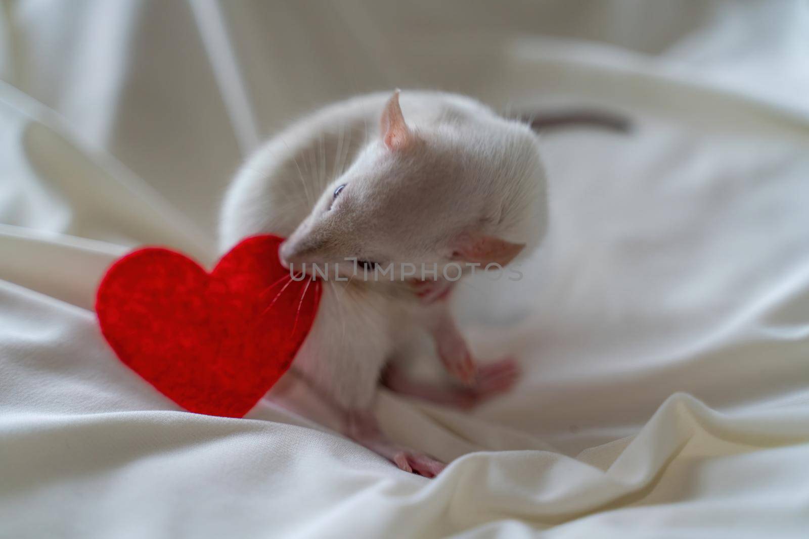 Little white rat in a female hand with manicure. On a light background. Nearby lies a red heart. Valentine's day concept, cute picture. by Matiunina