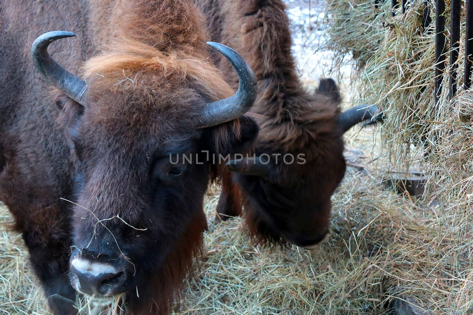 Close-up of two bison eating hay. by kip02kas