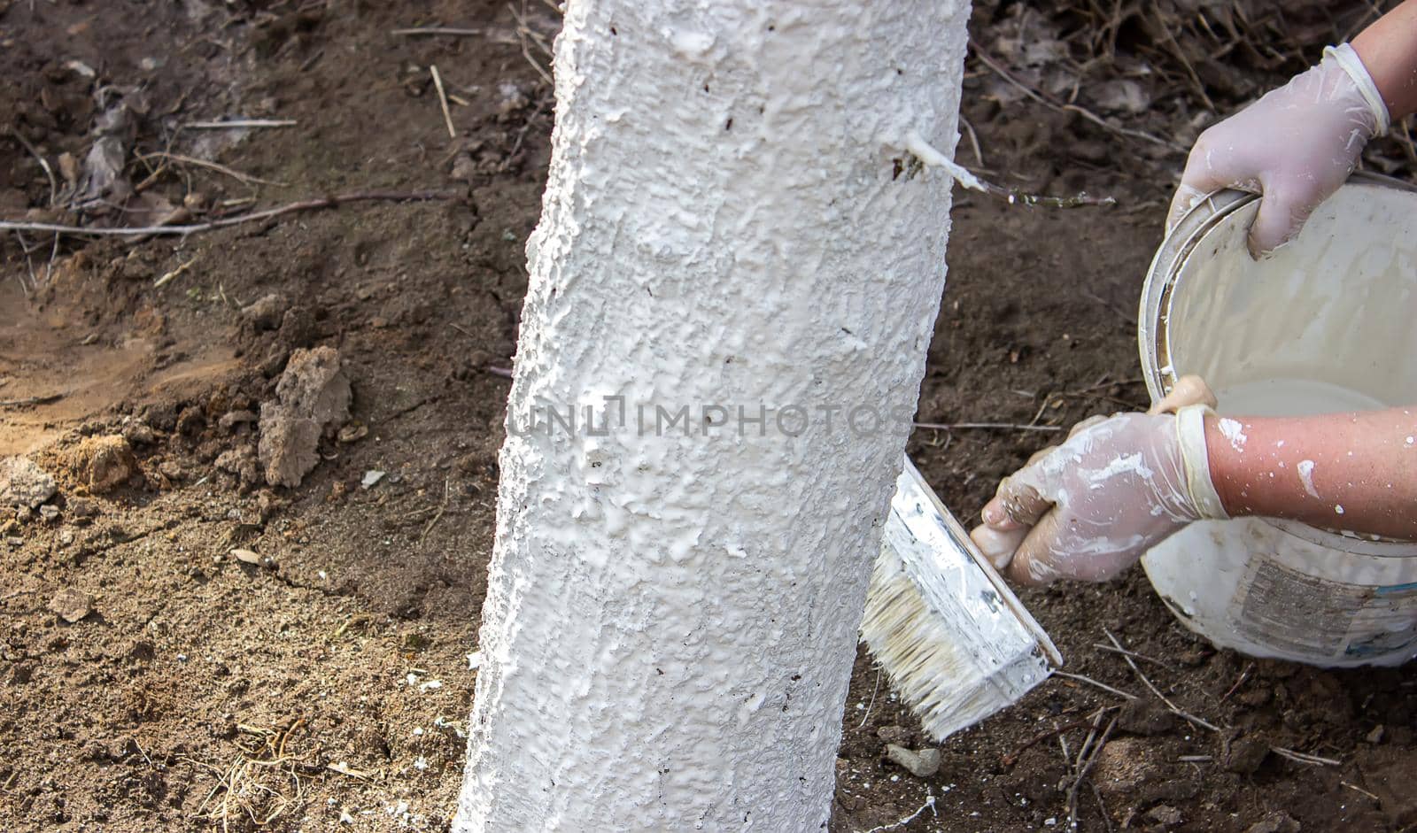 Girl whitewashing a tree trunk in a spring garden. Whitewash of spring trees, protection from insects and pests.selective focus