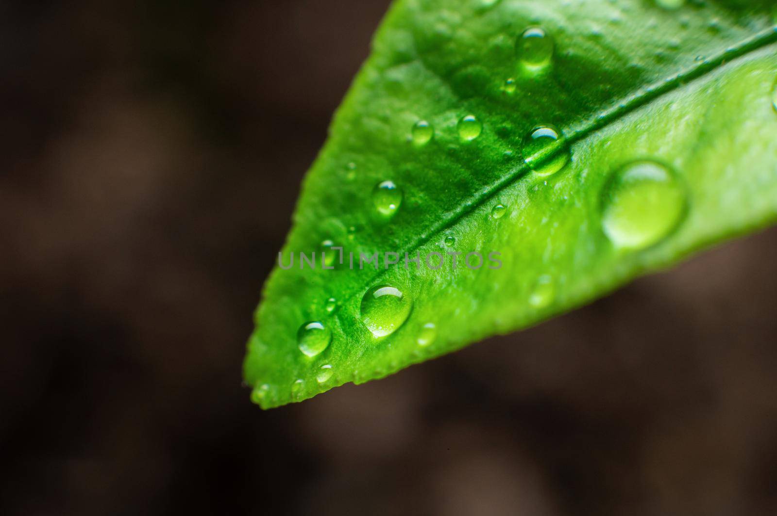 a round drop of pure transparent water lies on a green juicy leaf of grass. close-up, studio shooting