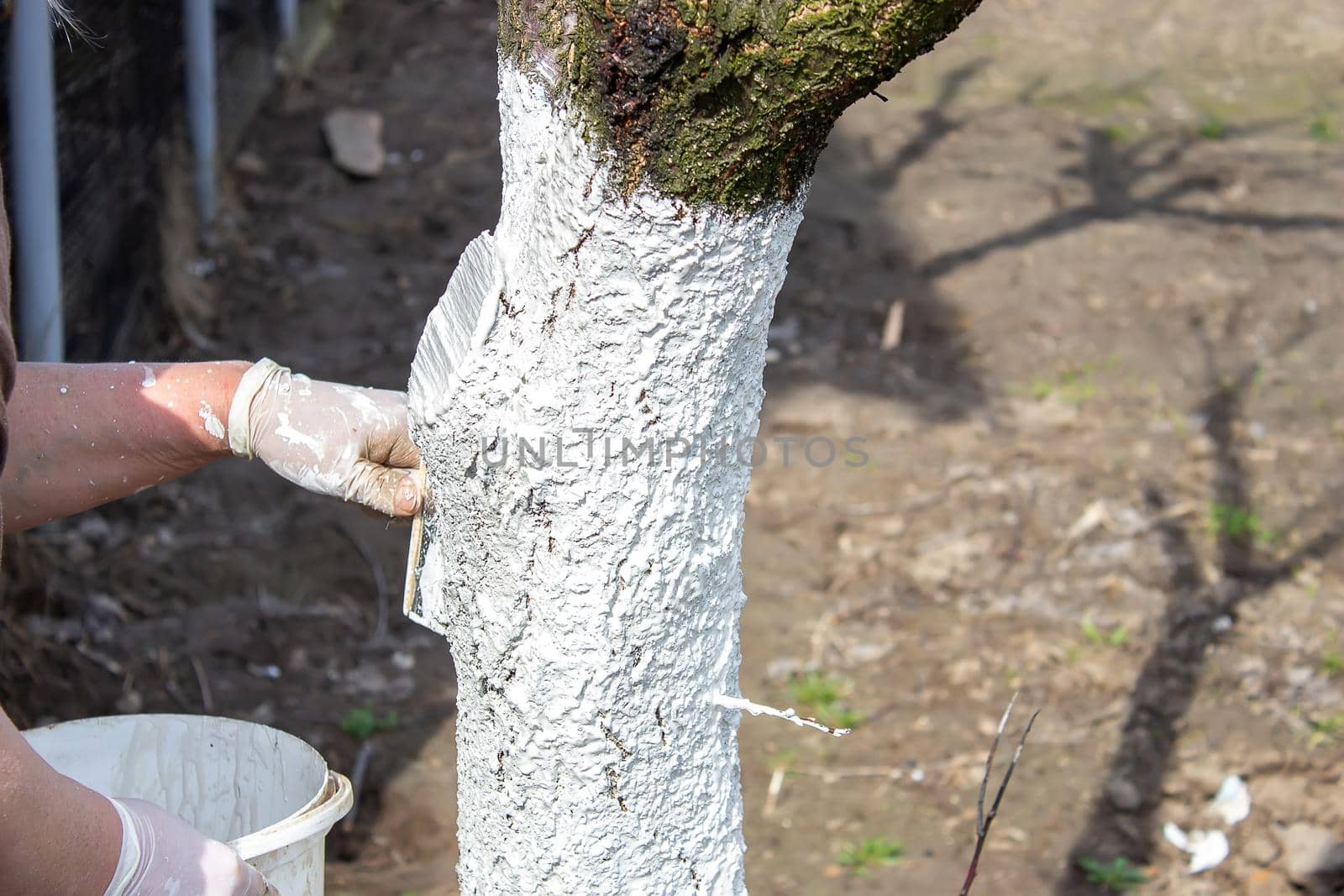Girl whitewashing a tree trunk in a spring garden. Whitewash of spring trees, protection from insects and pests.selective focus