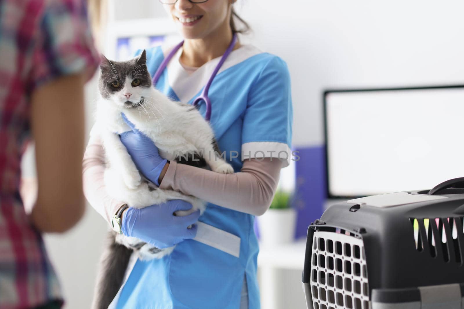 Close-up of veterinarian hold cat on hands, female taking care of pets, professional doctor. Time to examine cat at vet. Veterinary medicine, clinic for animals, checkup concept