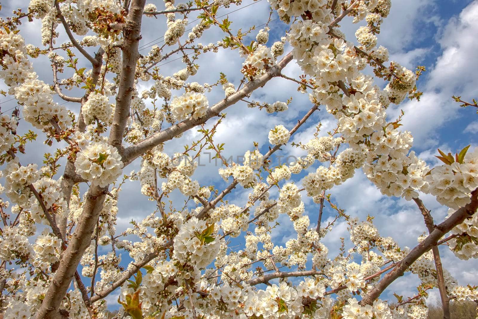 Flowering spring tree. Seasonal floral nature background. Spring composition. 