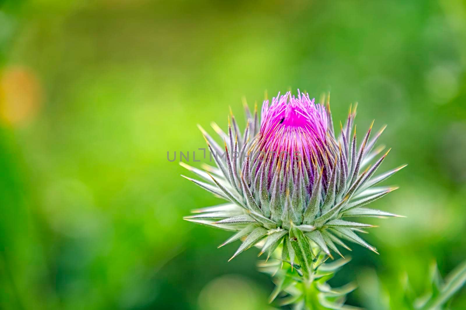 Wild-growing thistle on green blurred background. Onopordum acanthium (cotton thistle, Scotch thistle, or Scottish thistle) family Asteraceae by EdVal