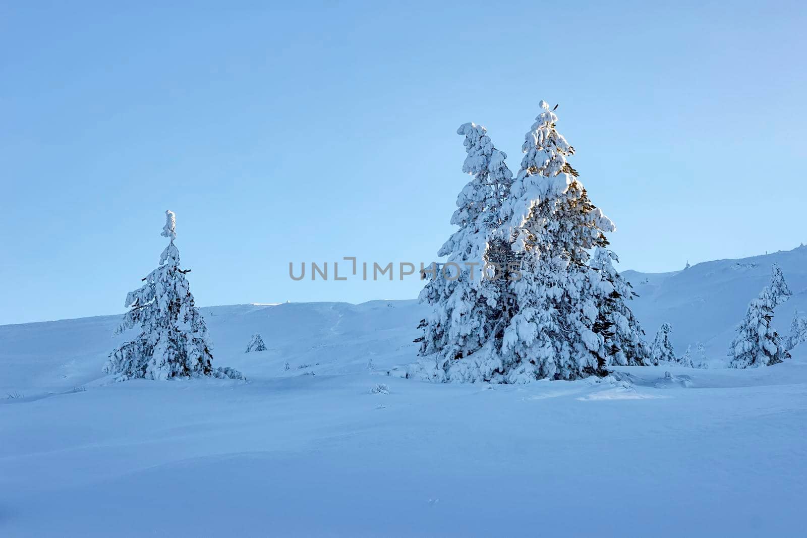 beautiful frozen trees covered with a lot of snow on the mountain hill by EdVal