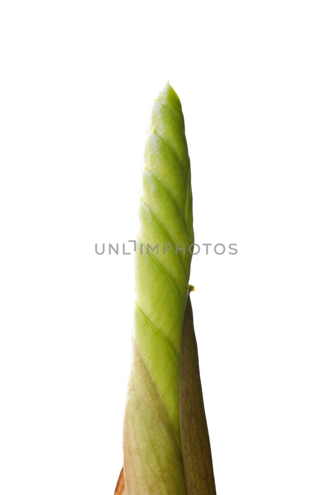 Fresh zamiokulkas sprout isolated on white