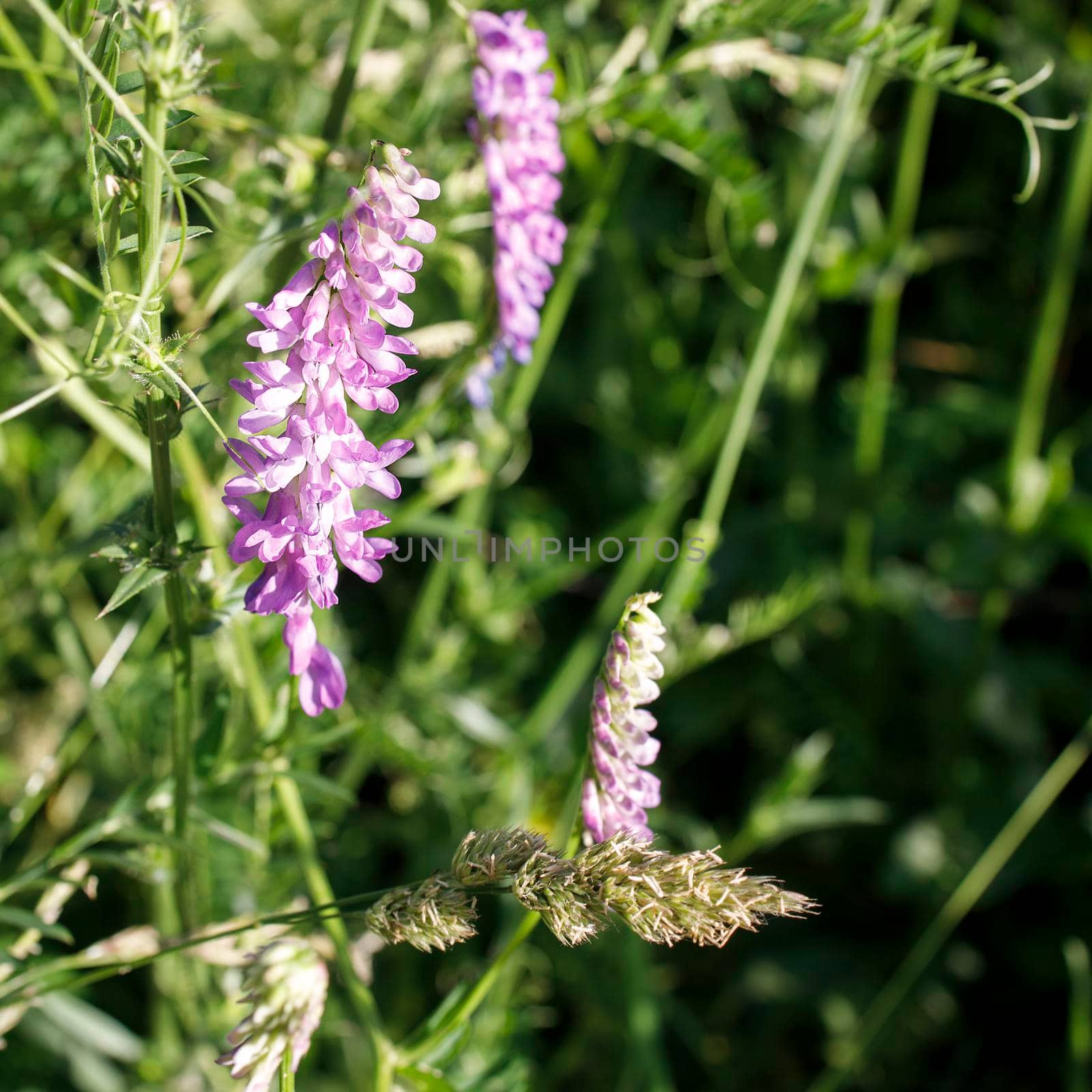 Field of Vicia cracca, is a species of vetch native to Europe and Asia. Square frame by elenarostunova