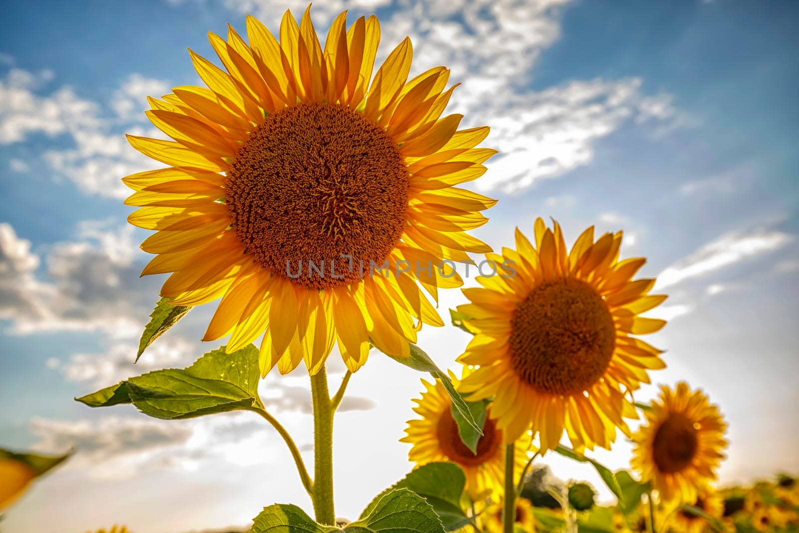 sunflower field under the blue sky and big sunflower close up.  by EdVal