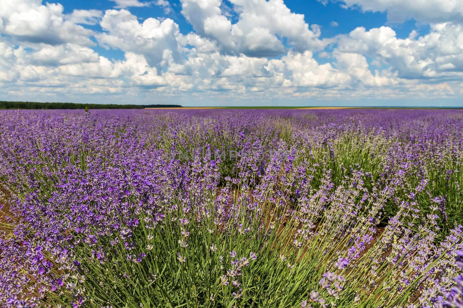 Beauty violet lavender field. Close up by EdVal