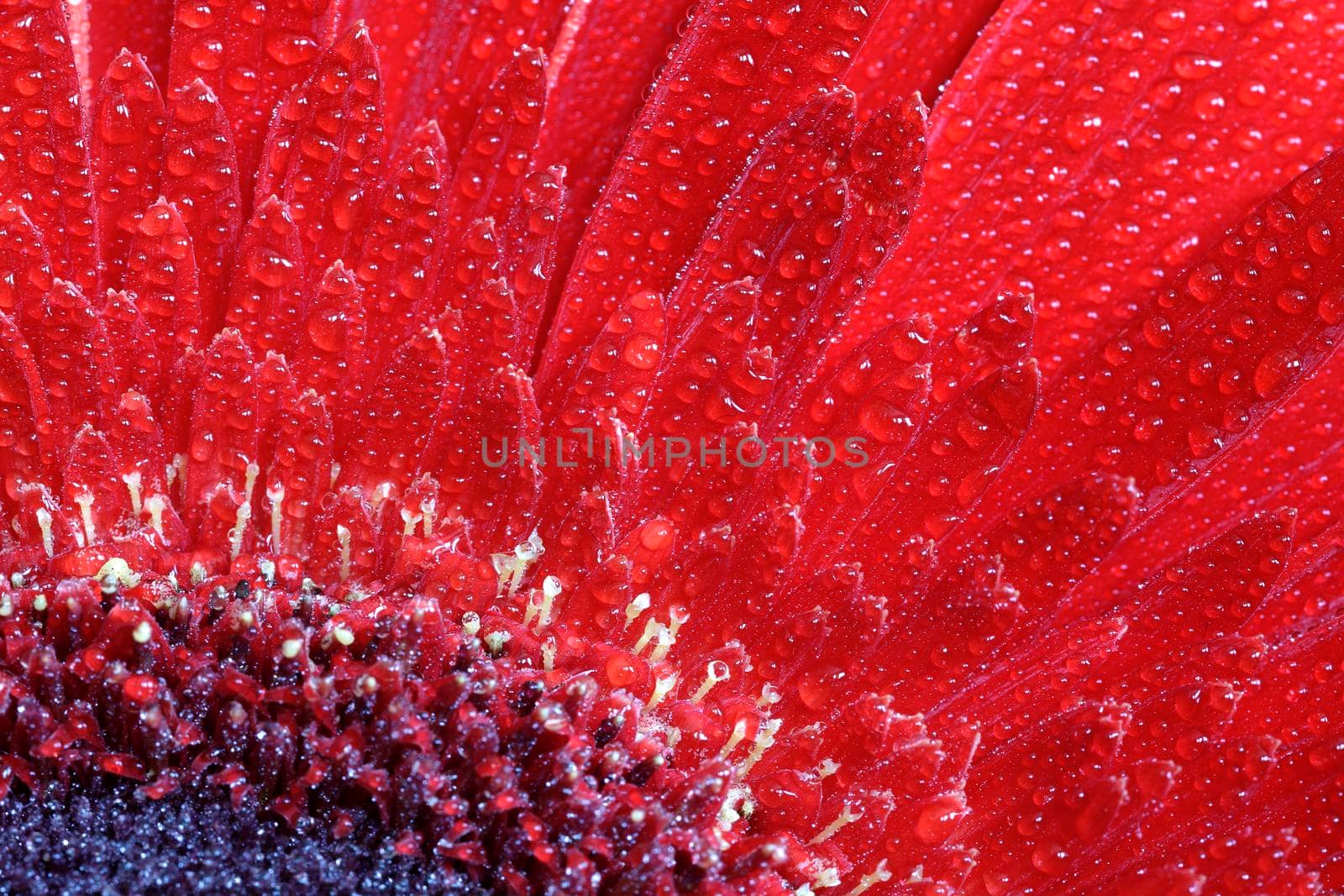 A close view of a beautiful red gerbera flower with water drops. Nature background by EdVal