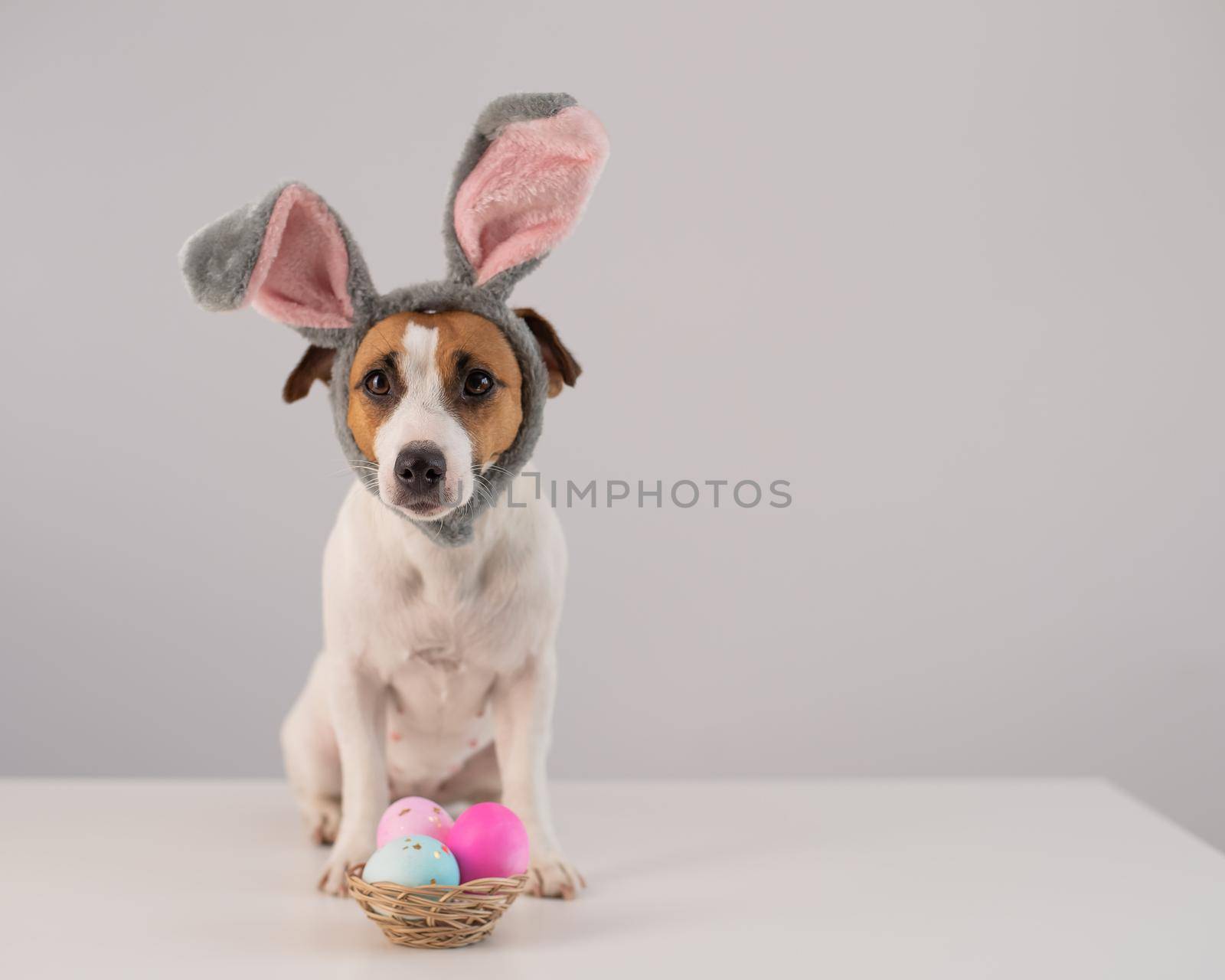 Funny dog Jack Russell Terrier in a bunny costume with a basket of painted eggs on a white background. Catholic Easter symbol by mrwed54