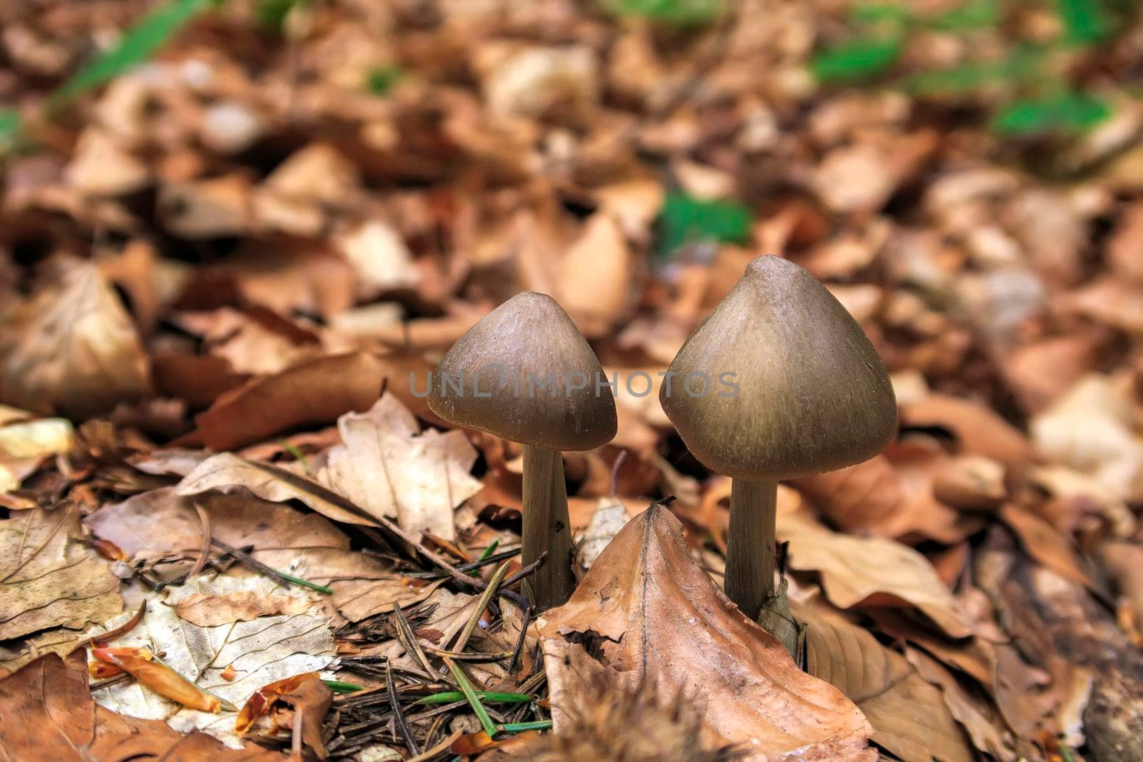 Two small mushrooms in the forest foliage. Blurred Background