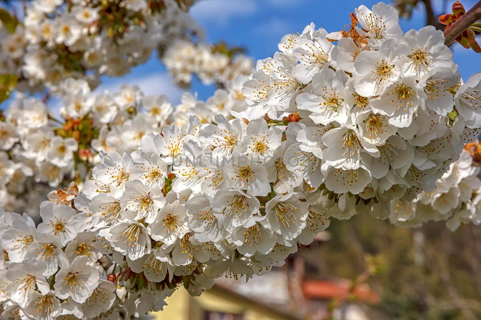 Beautiful gentle colors of the blossom tree in spring. Close by EdVal