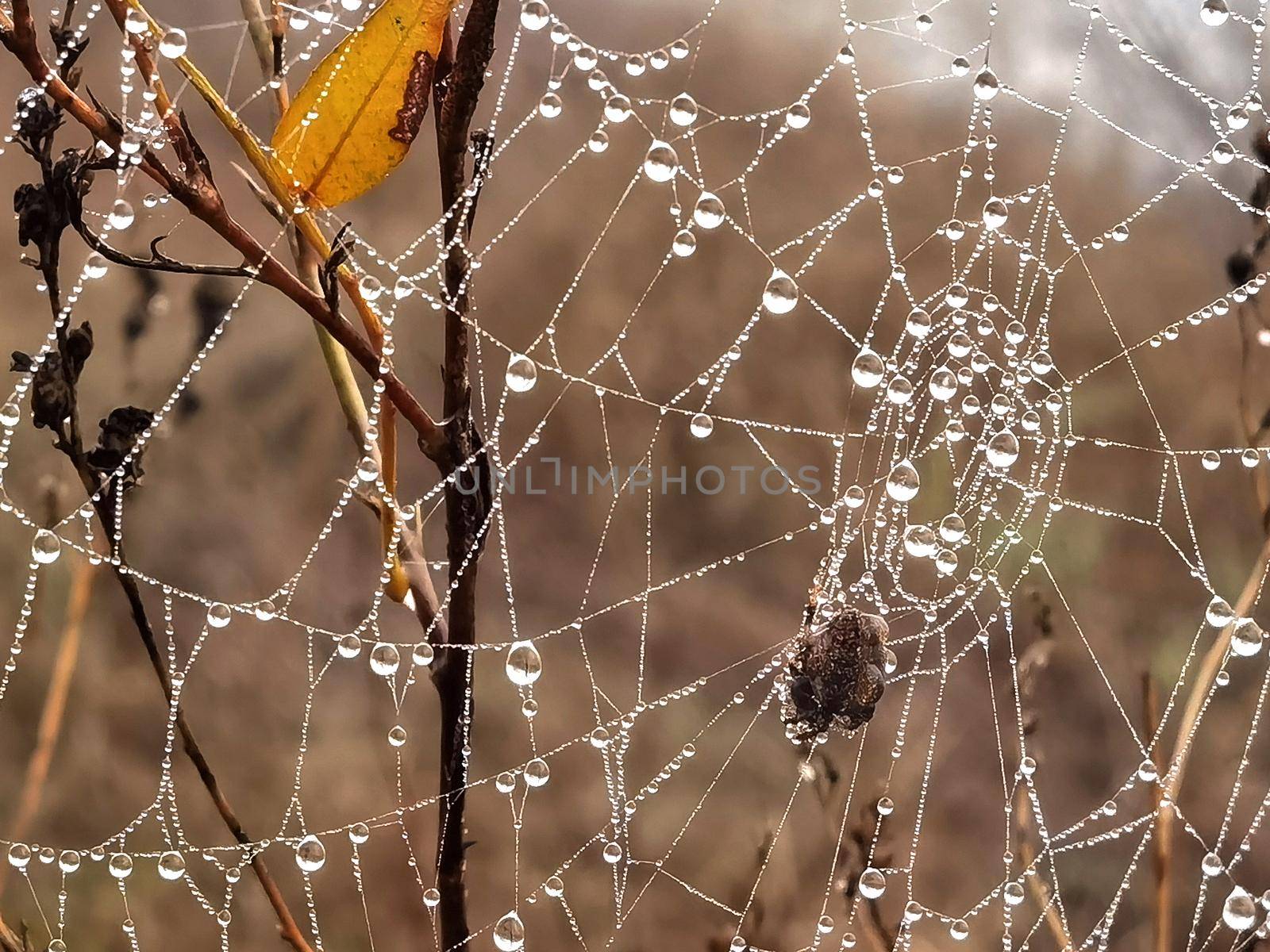 Beauty cobweb with raindrops on a plant in the field. Close up by EdVal