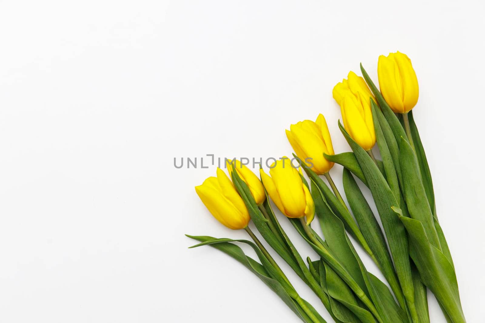 layout of yellow tulips on a white background by elenarostunova