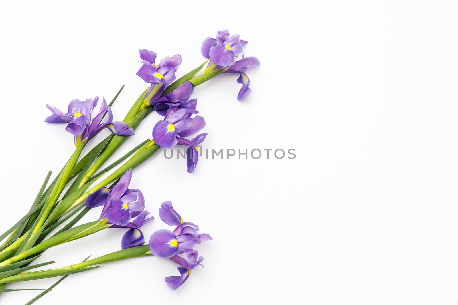 Violet Irises xiphium (Bulbous iris, sibirica) on white background with space for text. Top view, flat lay. Holiday greeting card for Valentine's Day, Woman's Day, Mother's Day, Easter!