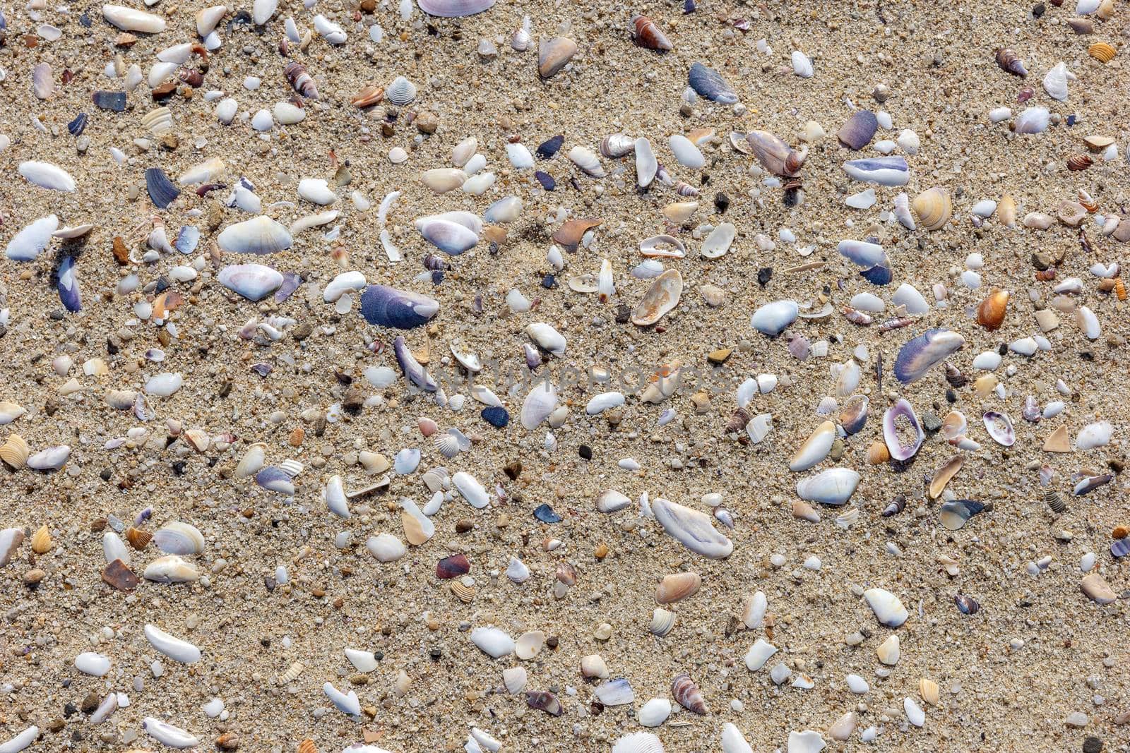 Natural sand surface with shell fragments for use as a background