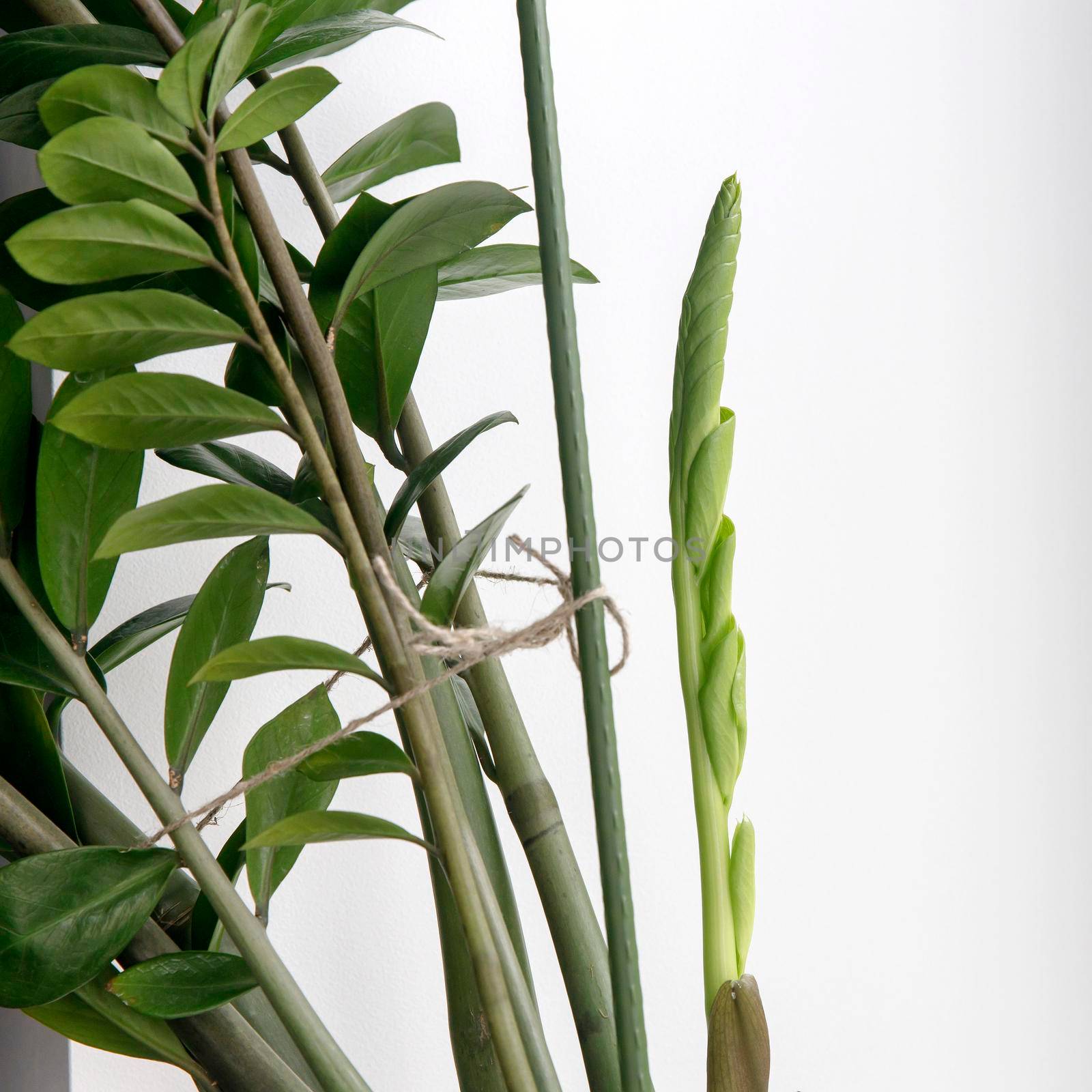 Zamioculcas plant. Fragment of a plant and a fresh shoot against a white wall