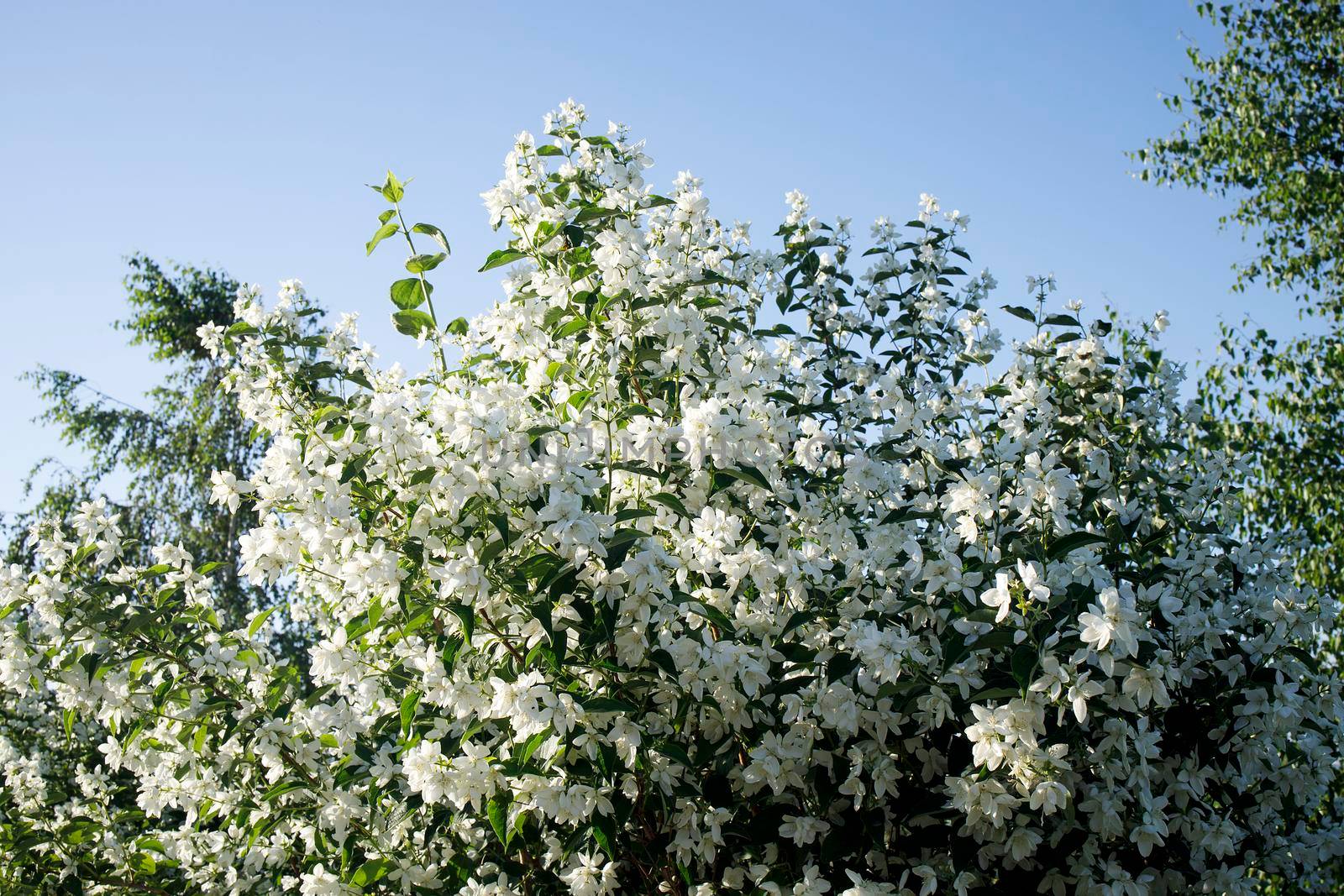 Philadelphus They are named mock-orange in reference to their flowers, which in wild species look somewhat similar to those of oranges and lemons Citrus at first glance, flowers and jasmine Jasminum