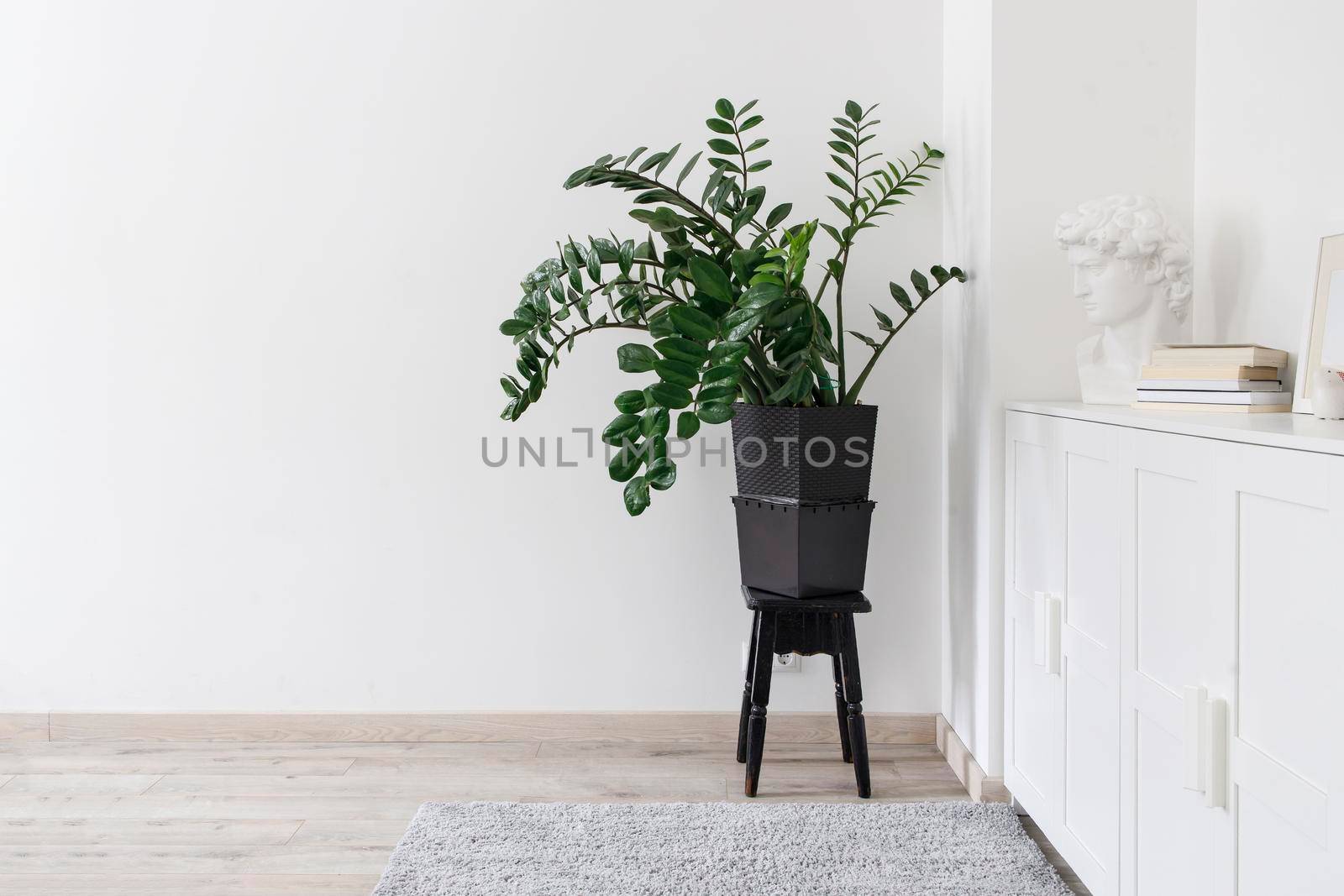 Zamioculcas plant in the clay pot on black stool. White low cabinets with plaster head and photo frame. Scandinavian style