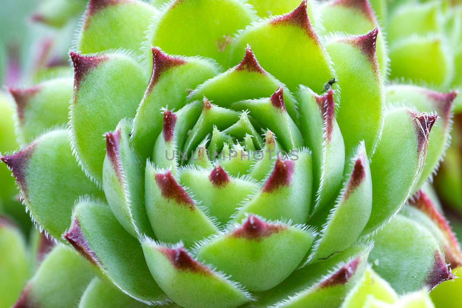 Sempervivum tectorum plant, close up. Outdoor succulent flowers.  by EdVal