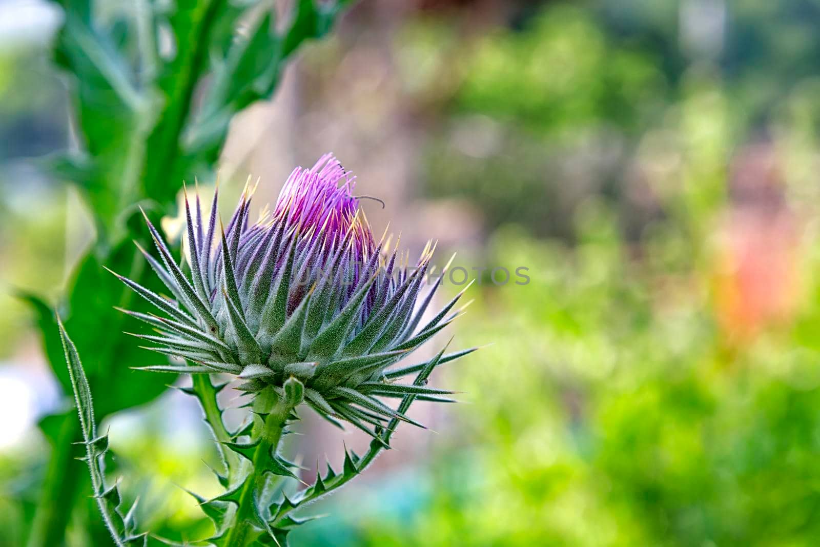 Wild-growing thistle on green blurred background. Onopordum acanthium (cotton thistle, Scotch thistle, or Scottish thistle) by EdVal