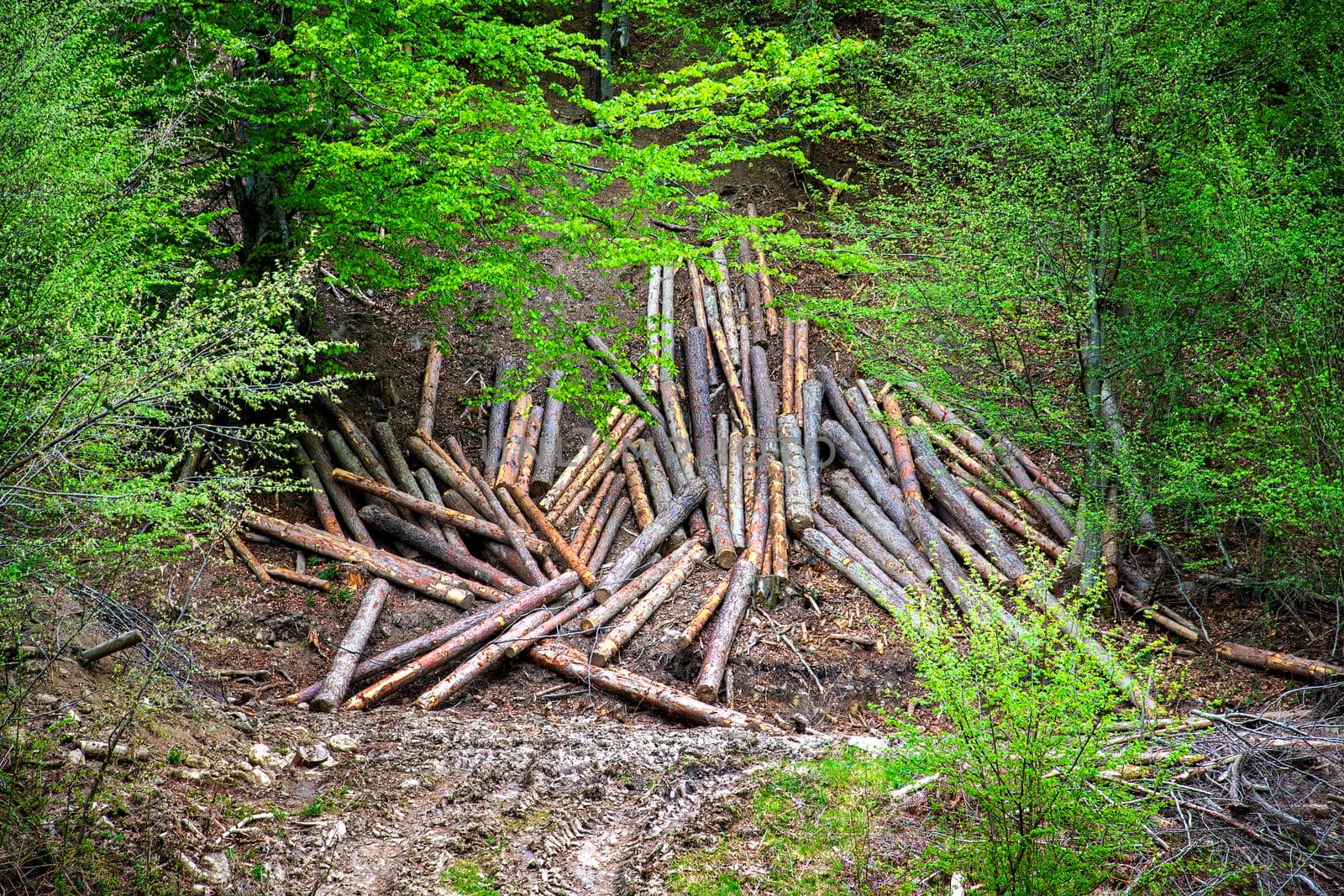 Felling trees. Trunks of felled trees. Cut down trees. Deforestation and logging by EdVal