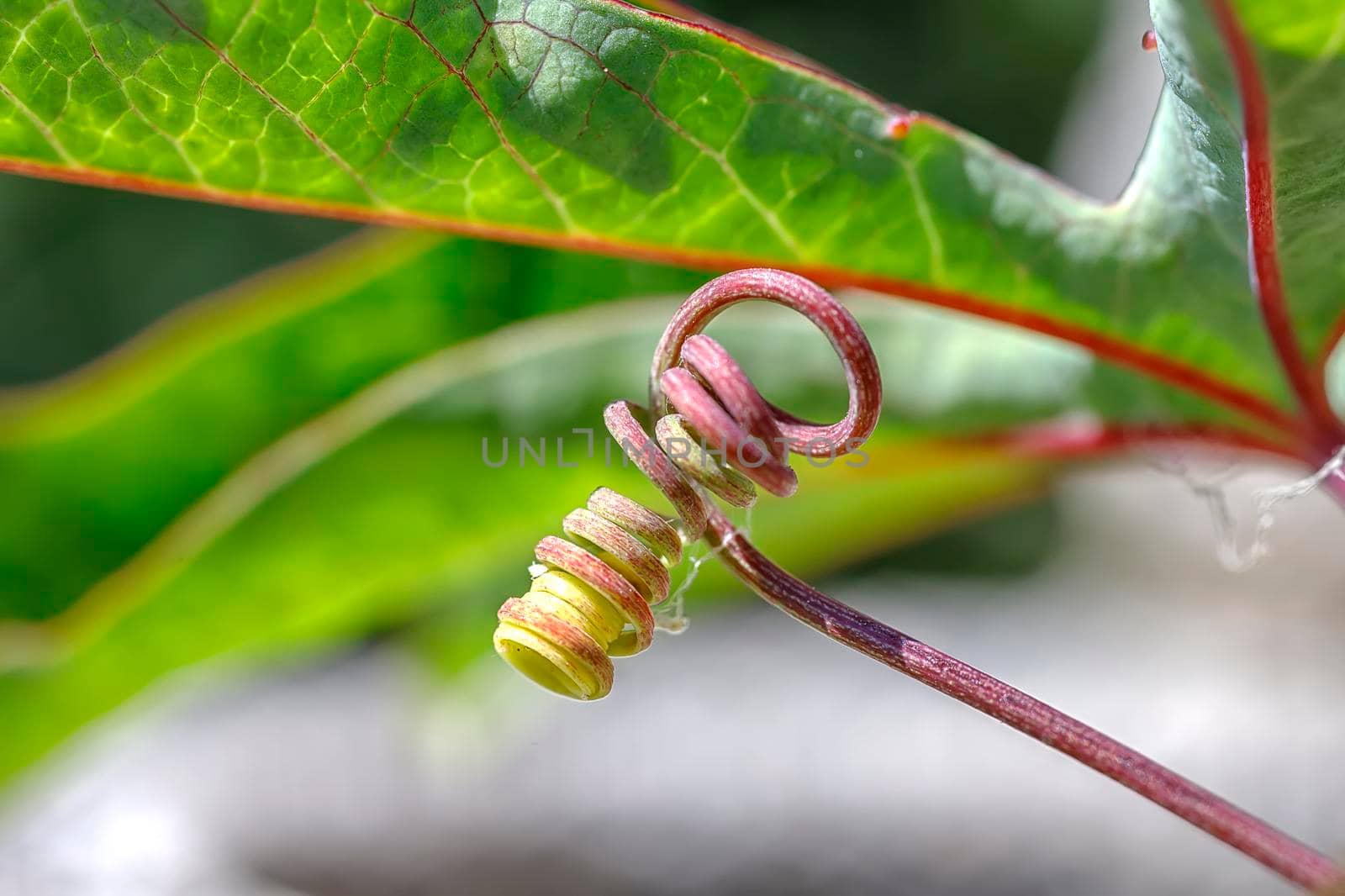 The spiral vine and treetop of green plant. Abstract view by EdVal