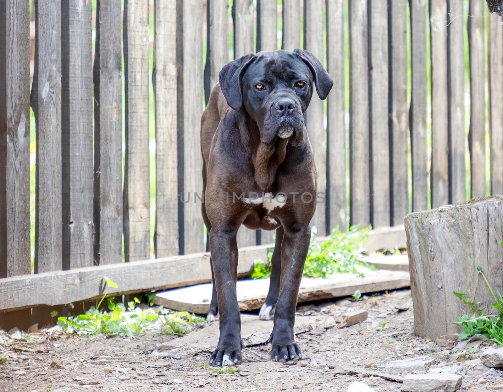 Portrait of a big black dog in the yard house. by EdVal