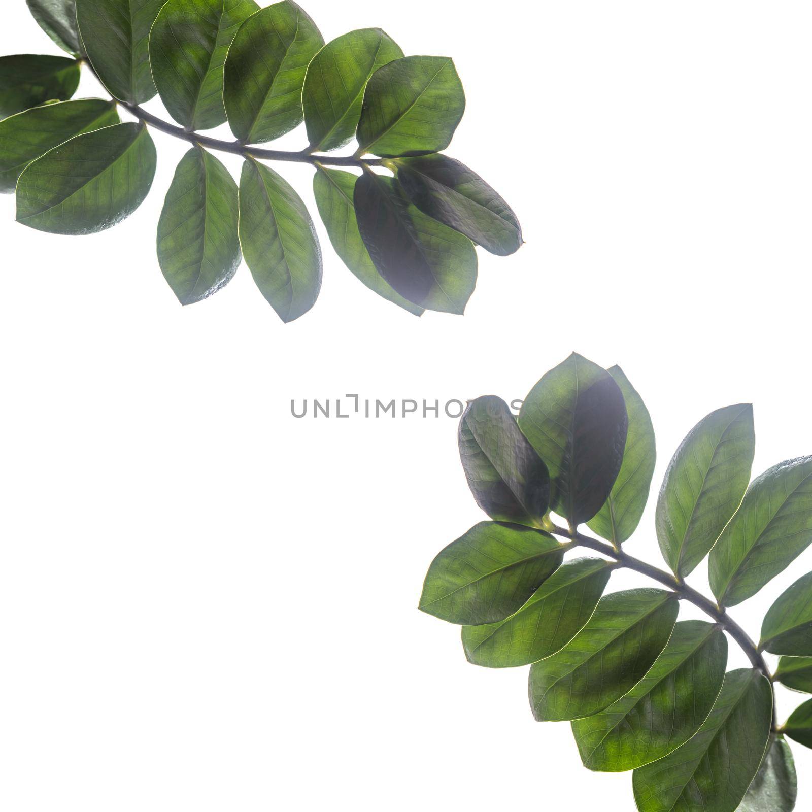 A frame of branches of Zamioculcas plant isolated on white by elenarostunova