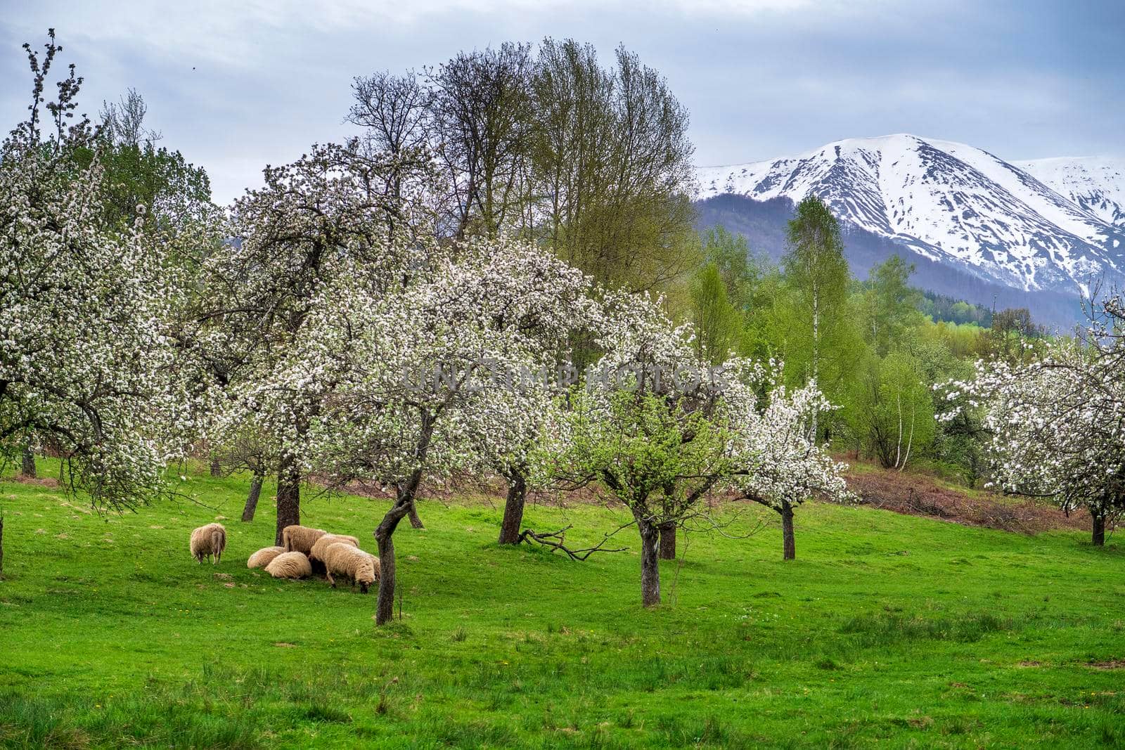 The landscape of sheep grazing green grass under flowering trees in the mountains with snow-capped hills by EdVal