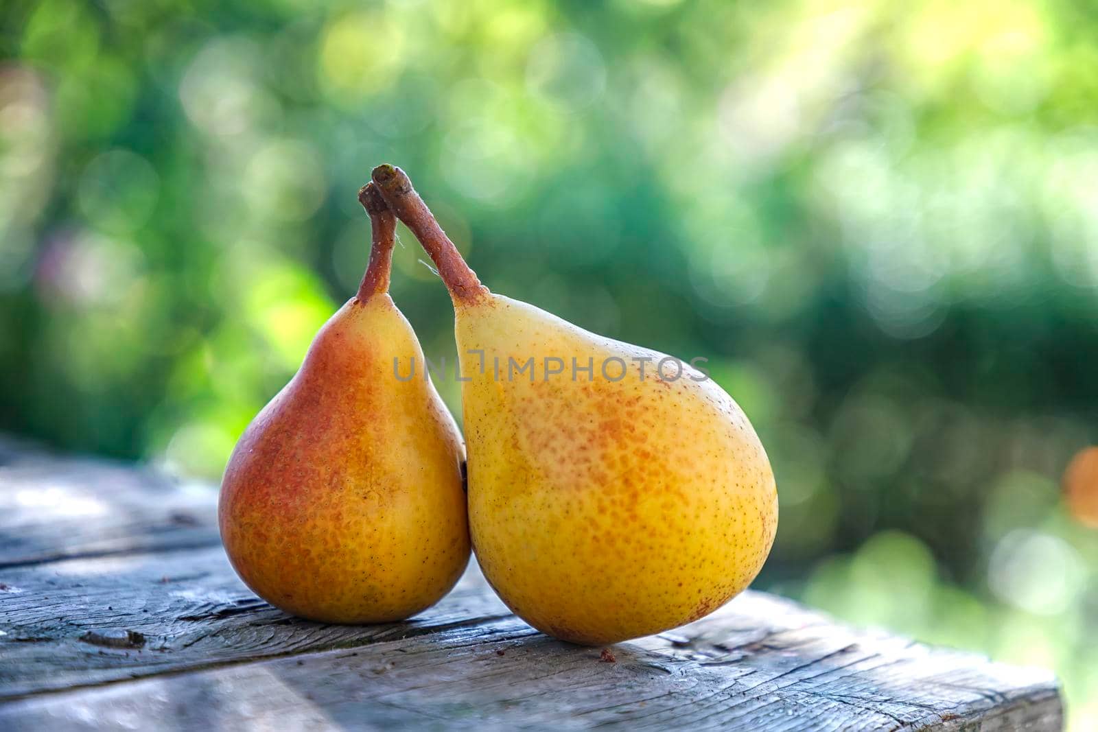 Two fresh pears on the table. Blurred background