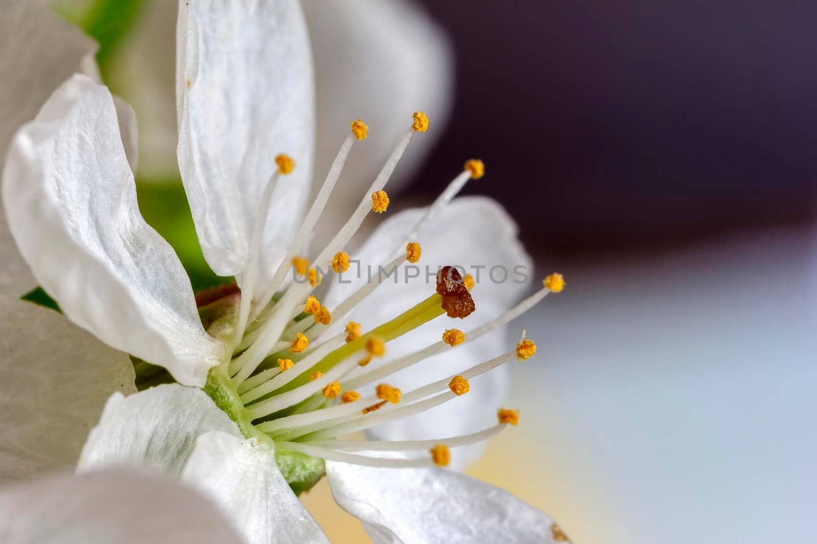 Detailed close view of blossom spring flower a blurred background